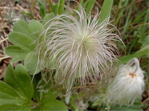 pulsatilla extract pulsatilla extract